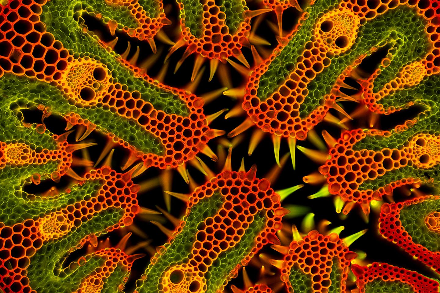 "Beach Grass" Dieses Bild zeigt einen 30 Mikrometer kleinen Querschnitt von Strandhafer. "Das Färben und Präparieren der Probe war sehr knifflig. Ich musste den kleinsten Pinsel verwenden, um die weniger als ein Millimeter großen Teile in verschiedenen Färbe- und chemischen Lösungen zu bewegen, bevor ich die Stängel auf dem Objektträger positionieren konnte", erklärt Gerhard Vlcek seinen Schaffensprozess.