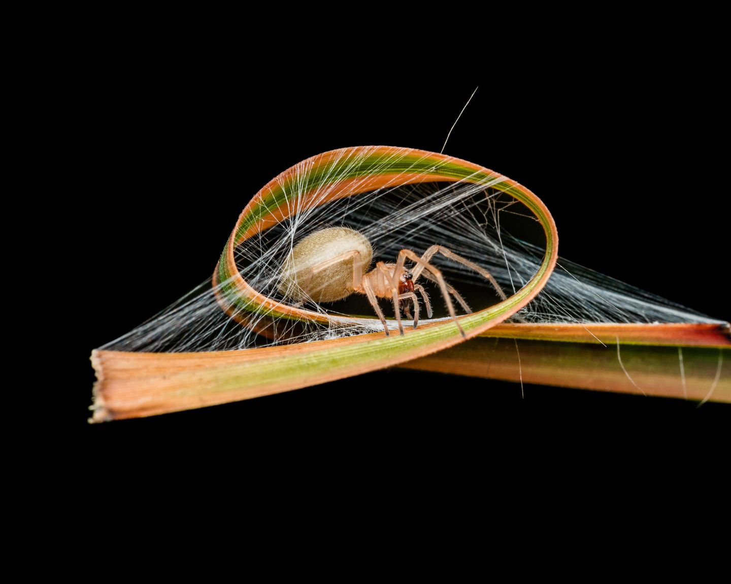 "Natural Architecture" Eine Sackspinne sitzt in ihrem Netz auf einem gekräuselten Grashalm. Bei seiner Annäherung berührte Fotograf David Joseph versehentlich das nahegelegene Gras: "Ich war wütend, weil mir die Aufnahme nicht gelang, bevor die Spinne mich bemerkte. Es war erst mein zweiter Monat mit einer richtigen Kamera, und es gab noch viel zu lernen."