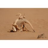 Die beiden Krötenkopfagamen fotografierte Victor Tyakht in der russischen Region Kalmykien. Er beobachtete ihr Paarungsverhalten, den Bau neuer Höhlen, die Jagd nach Insekten und Revierkämpfe: "Diese Kämpfe zur Verteidigung ihres Territoriums waren ein aufregendes Spektakel." Das Bild ist eine Momentaufnahme, die die kleinen Reptilien wie Ringer auf einer Sportmatte einfängt.