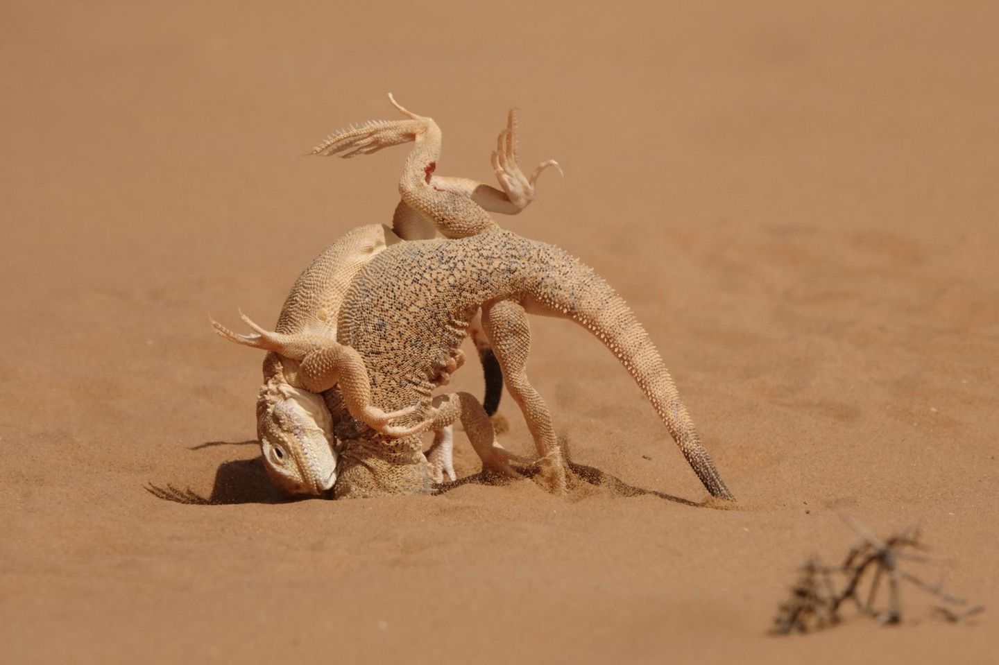"Dune Wrestling" Die beiden Krötenkopfagamen fotografierte Victor Tyakht in der russischen Region Kalmykien. Er beobachtete ihr Paarungsverhalten, den Bau neuer Höhlen, die Jagd nach Insekten und Revierkämpfe: "Diese Kämpfe zur Verteidigung ihres Territoriums waren ein aufregendes Spektakel." Das Bild ist eine Momentaufnahme, die die kleinen Reptilien wie Ringer auf einer Sportmatte einfängt.