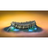 Eine Art Floß aus Mückeneiern hat der Fotograf hier eingefangen. Die kleinen Gebilde standen auf dem Wasser nicht lang genug still, um sie zu fotografieren, erklärt Barry Webb die Entstehung des Bildes. Daher fischte er mit einem Teelöffel vorsichtig eins heraus, platzierte einen Kieselstein in der Mitte eines Flaschenverschlusses und schob das Gebilde vorsichtig darauf, um es in Ruhe abzulichten.