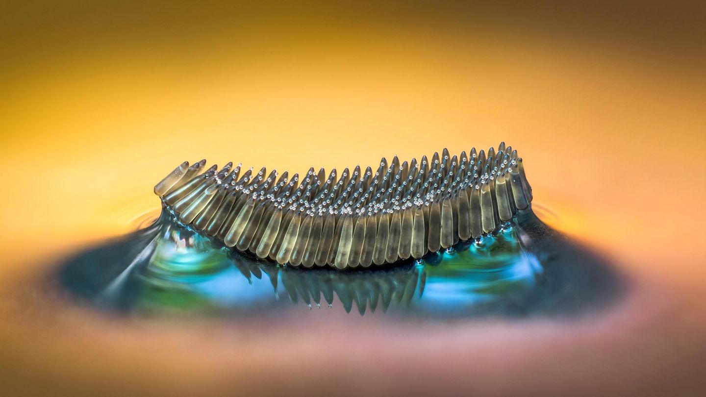 "Mosquito-Egg-Raft" Eine Art Floß aus Mückeneiern hat der Fotograf hier eingefangen. Die kleinen Gebilde standen auf dem Wasser nicht lang genug still, um sie zu fotografieren, erklärt Barry Webb die Entstehung des Bildes. Daher fischte er mit einem Teelöffel vorsichtig eins heraus, platzierte einen Kieselstein in der Mitte eines Flaschenverschlusses und schob das Gebilde vorsichtig darauf, um es in Ruhe abzulichten.