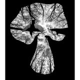 Zu sehen ist auf dem Gewinnerbild in der Kategorie "Animals" ein Kleiber, der zwischen Bäumen umherfliegt. Der besondere Umriss entsteht dabei durch einen hohlen Baumstumpf. Csaba Daróczi hat seine Kamera hineingelegt und auf den perfekten Moment gewartet.