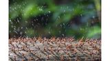 Holzameisen verteidigen ihre Gemeinschaft durch das Versprühen von Säure. René Krekels beobachtete gerade ihre Lebensweise, als er bemerkte, dass die Tiere offenbar darauf erpicht waren, ihn mithilfe ihrer Säure zu verscheuchen.