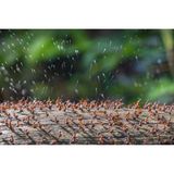 Holzameisen verteidigen ihre Gemeinschaft durch das Versprühen von Säure. René Krekels beobachtete gerade ihre Lebensweise, als er bemerkte, dass die Tiere offenbar darauf erpicht waren, ihn mithilfe ihrer Säure zu verscheuchen.