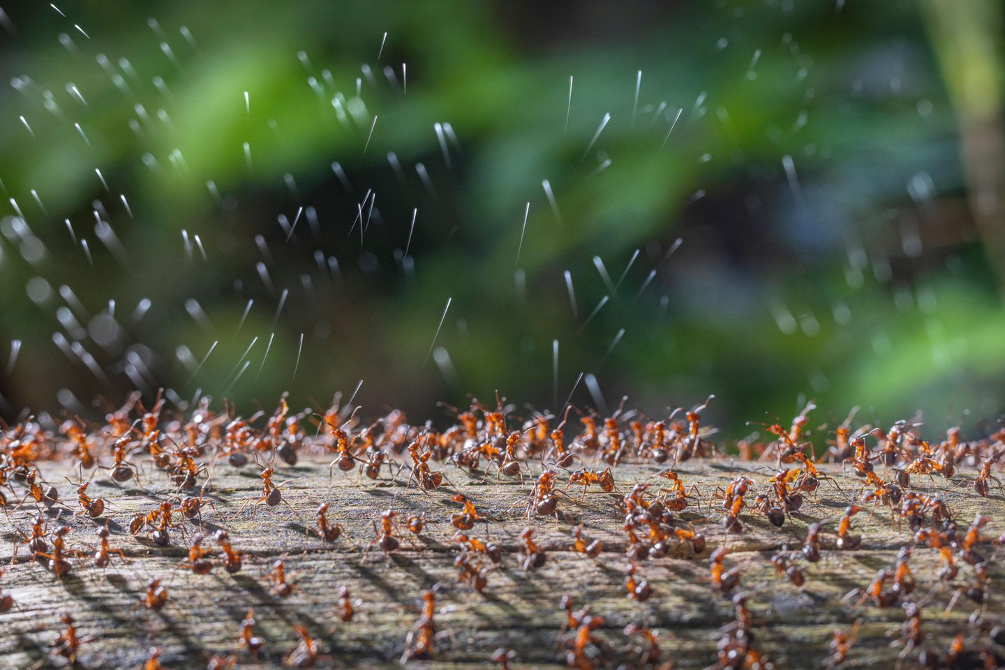 "Wood Ants Firing Acid Secretion" Holzameisen verteidigen ihre Gemeinschaft durch das Versprühen von Säure. René Krekels beobachtete gerade ihre Lebensweise, als er bemerkte, dass die Tiere offenbar darauf erpicht waren, ihn mithilfe ihrer Säure zu verscheuchen.