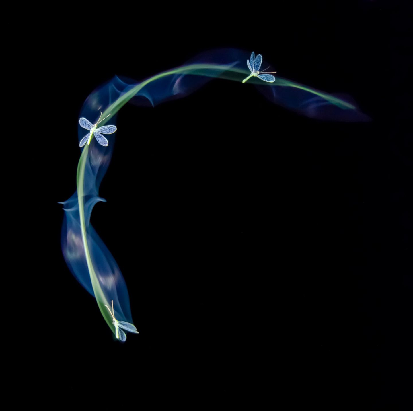 Die Fotografie von Szilveszter Kis zeigt eine bei Nacht angestrahlte Florfliege. Der Rumäne hat die Tiere einige Tage lang beobachtet und fotografiert, bis ihm dieses magische Bild gelang. 