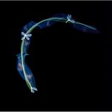 Die Fotografie von Szilveszter Kis zeigt eine bei Nacht angestrahlte Florfliege. Der Rumäne hat die Tiere einige Tage lang beobachtet und fotografiert, bis ihm dieses magische Bild gelang. 