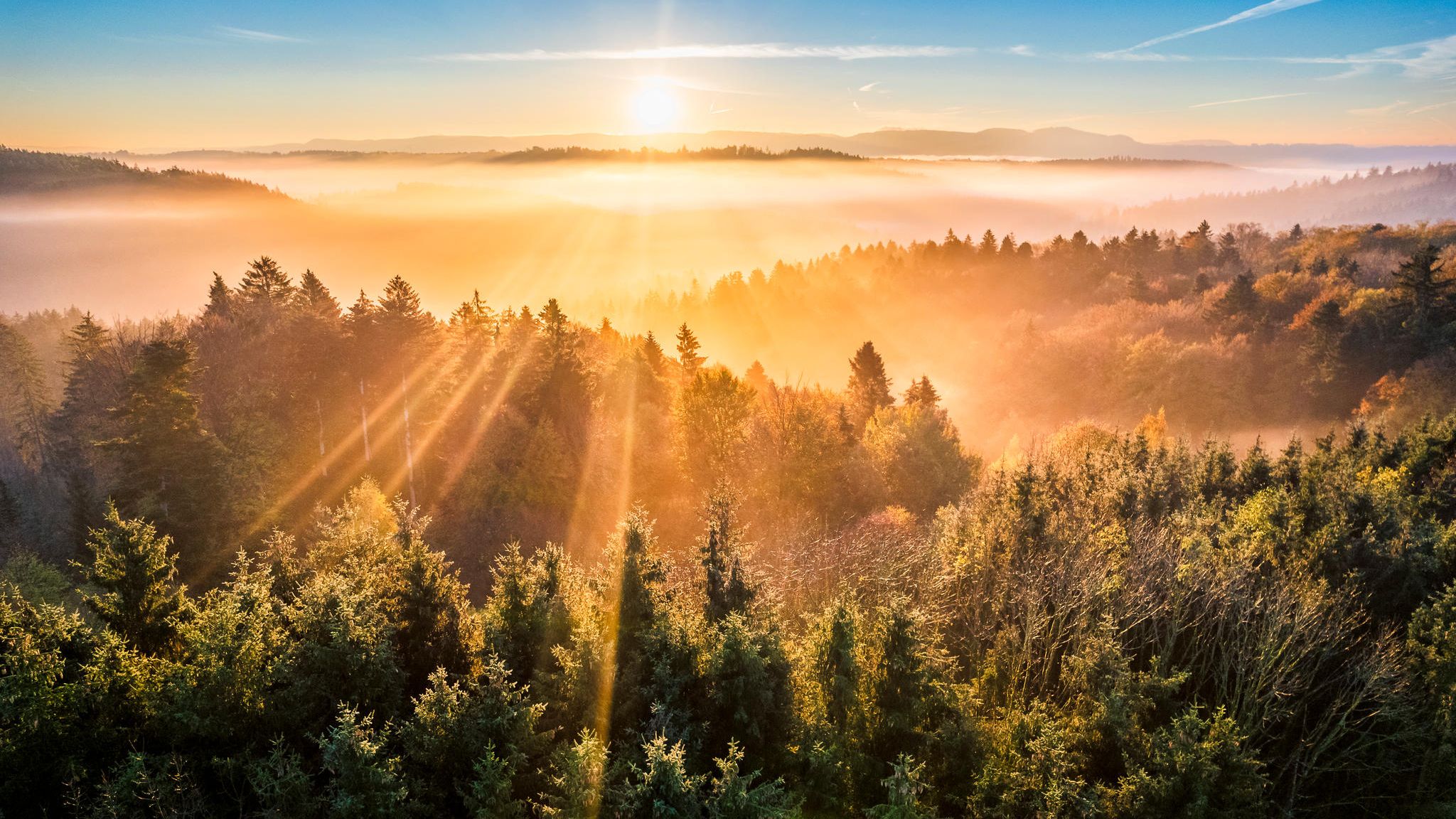 Wald in Baden-Württemberg