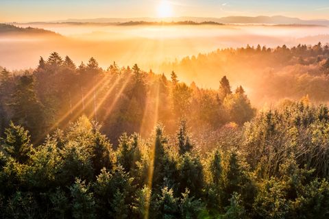 Wald in Baden-Württemberg
