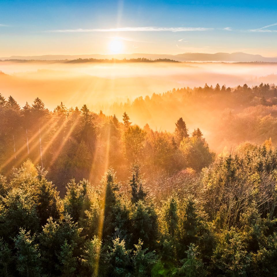 Wald in Baden-Württemberg