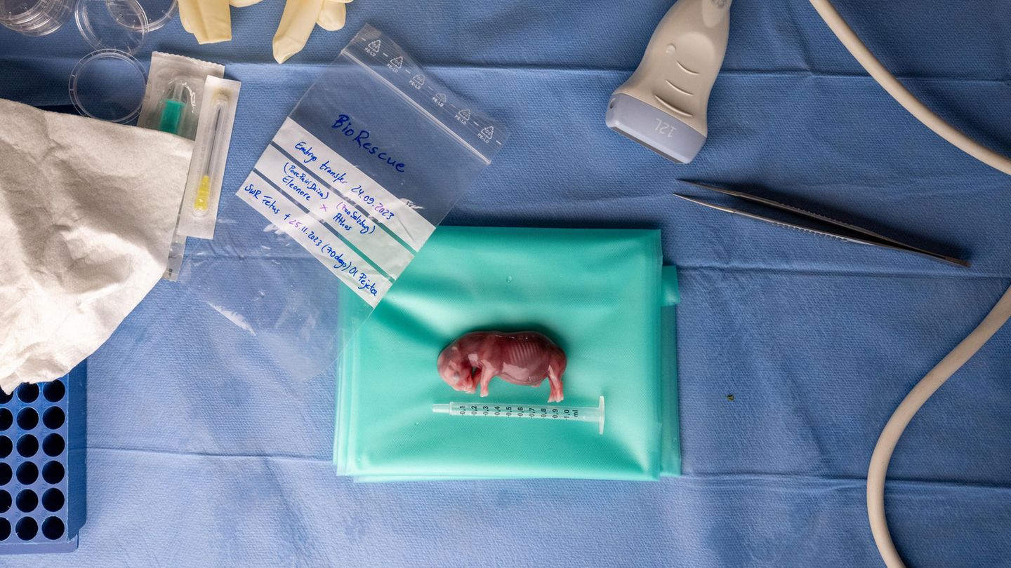 Embryo eines südlichen Breitmaulnashorns liegt auf einem Tisch