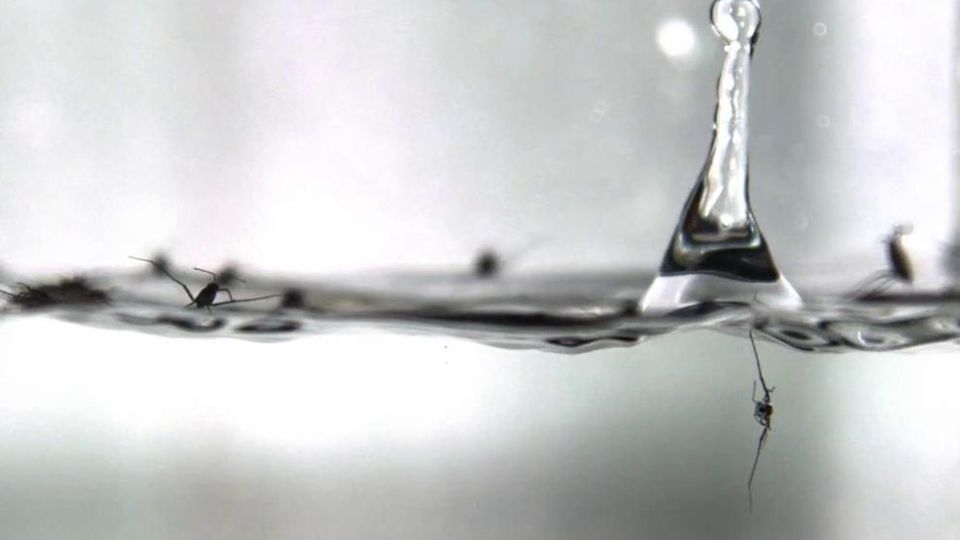 Ein Wasserläufer (rechts) wird von einem Wassertropfen getroffen – und taucht kurz ab