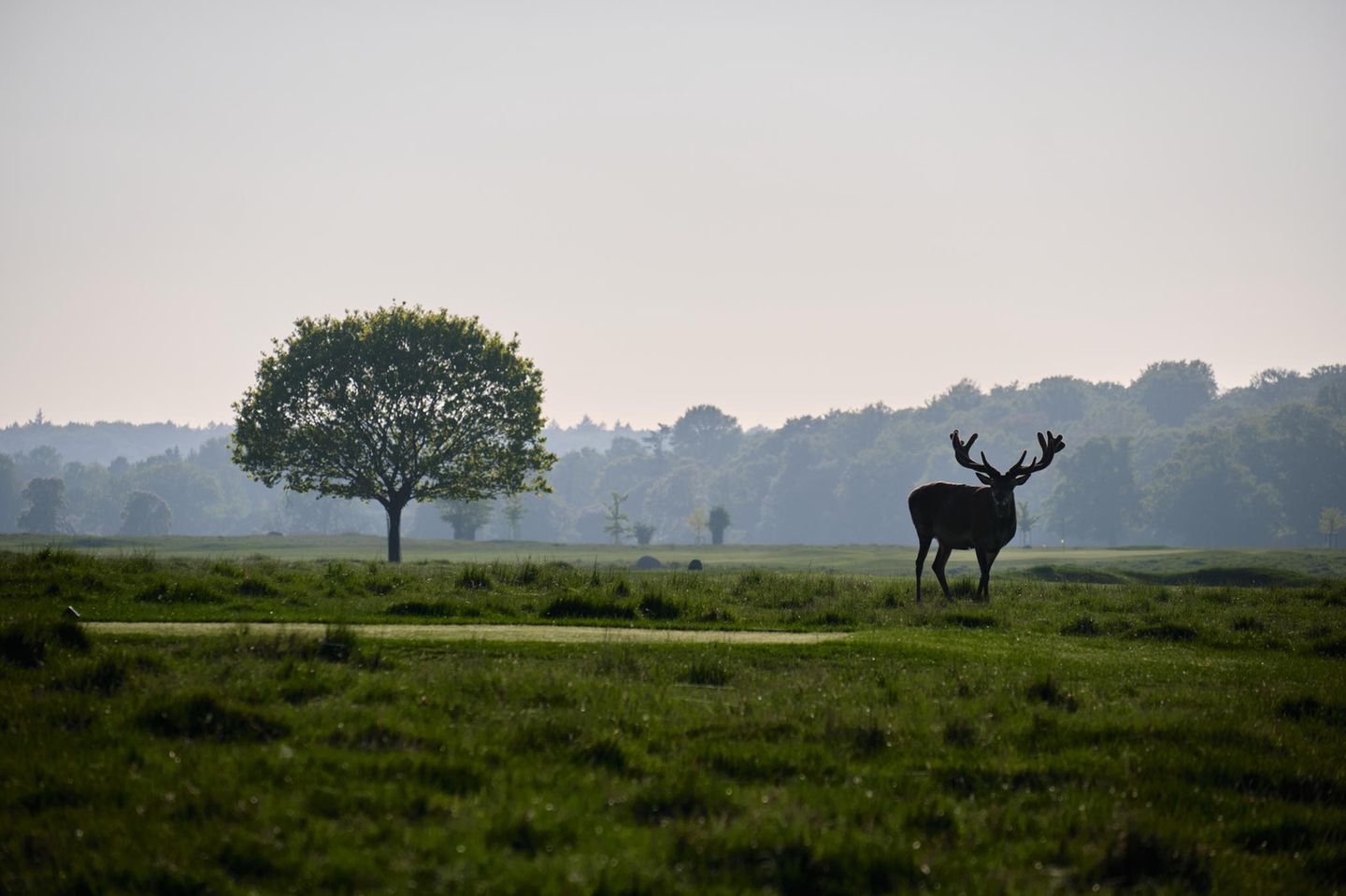 Naturerlebnisse sammeln und Hirsche beobachten Wiese mit einem Baum und Hirsch im Vordergrund, im fernen Hintergrund Wald