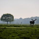 Wiese mit einem Baum und Hirsch im Vordergrund, im fernen Hintergrund Wald