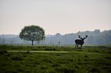 Wiese mit einem Baum und Hirsch im Vordergrund, im fernen Hintergrund Wald