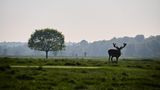 Naturerlebnisse sammeln und Hirsche beobachten Wiese mit einem Baum und Hirsch im Vordergrund, im fernen Hintergrund Wald