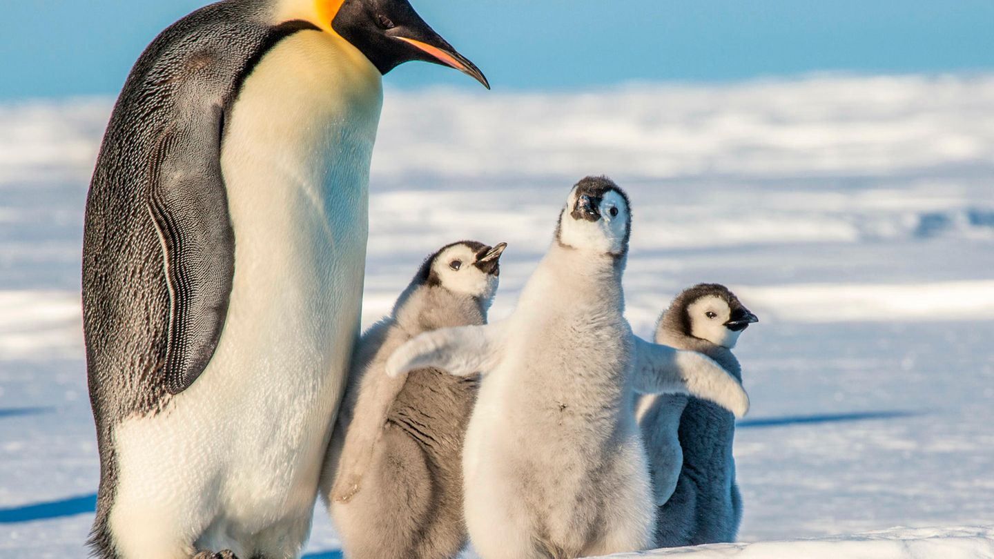 Antarktis: Kaiserpinguine gelten in ihrem Bestand noch nicht als bedroht. Doch der Verlust von Meereis rund um die Antarktis zwingt die Tiere, neue Brutstätten zu erschließen Kaiserpinguine gelten in ihrem Bestand noch nicht als bedroht. Doch der Verlust von Meereis rund um die Antarktis zwingt die Tiere, neue Brutstätten zu erschließen