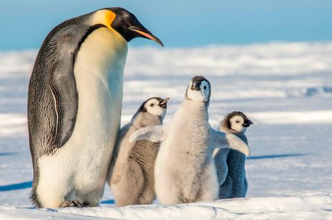 Kaiserpinguine gelten in ihrem Bestand noch nicht als bedroht. Doch der Verlust von Meereis rund um die Antarktis zwingt die Tiere, neue Brutstätten zu erschließen