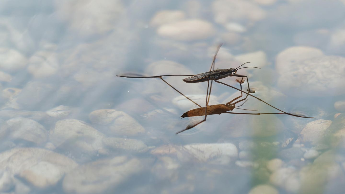 Wasserläufer können sich mit ihren langen Beinen und ihrem geringen Gewicht auf der Oberfläche von Gewässern halten