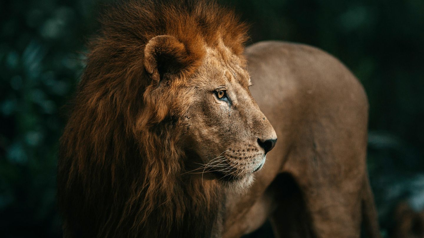 Raubkatzen in Deutschland: Zur Zahl der in Deutschland lebenden Löwen gibt es keine offiziellen Angaben Zur Zahl der in Deutschland lebenden Löwen gibt es keine offiziellen Angaben