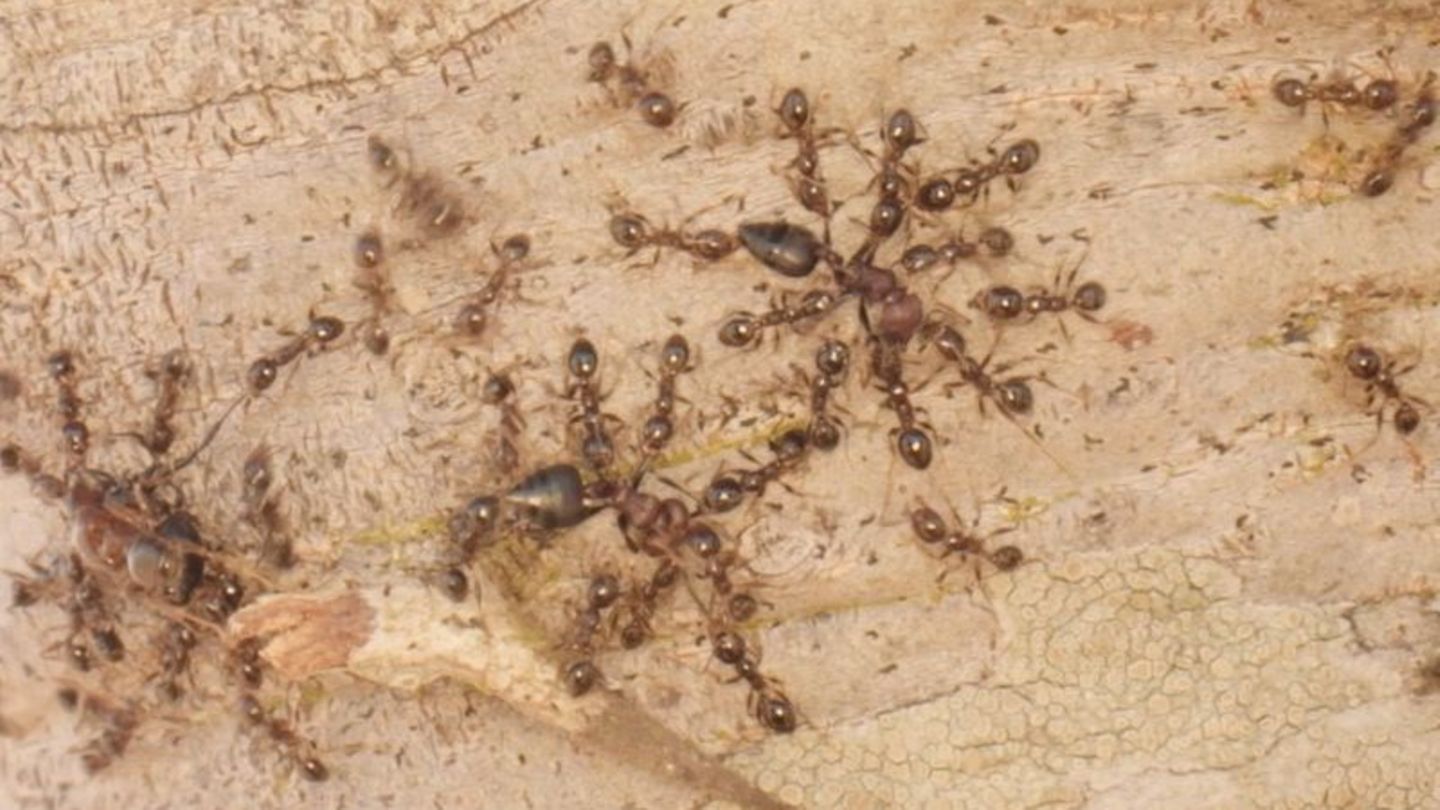 Gebietsfremde Großköpfige Ameisen (Pheidole megacephala) vertreiben heimische Crematogaster-Ameisen