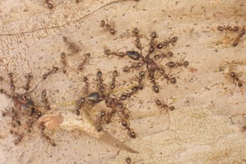 Gebietsfremde Großköpfige Ameisen (Pheidole megacephala) vertreiben heimische Crematogaster-Ameisen