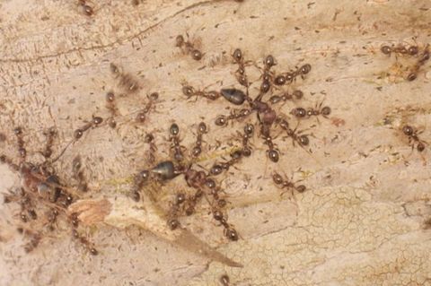 Gebietsfremde Großköpfige Ameisen (Pheidole megacephala) vertreiben heimische Crematogaster-Ameisen