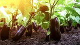 Auberginen brauchen einen warmen Standort Auberginen