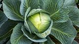 Weißkohl