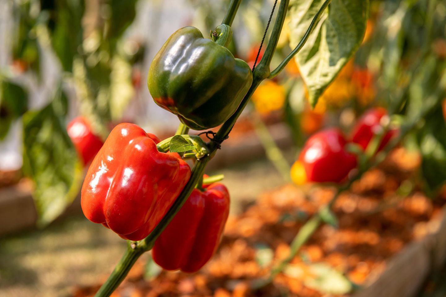 Rote und grüne Paprika