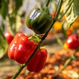 Rote und grüne Paprika