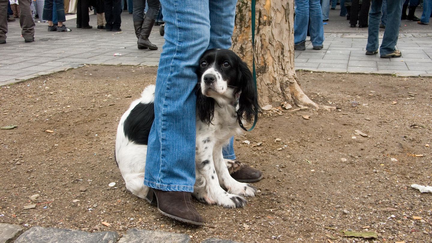 ängstlicher schwarz-weisser Hund versteckt sich zwischen den Beinen seines Frauchens