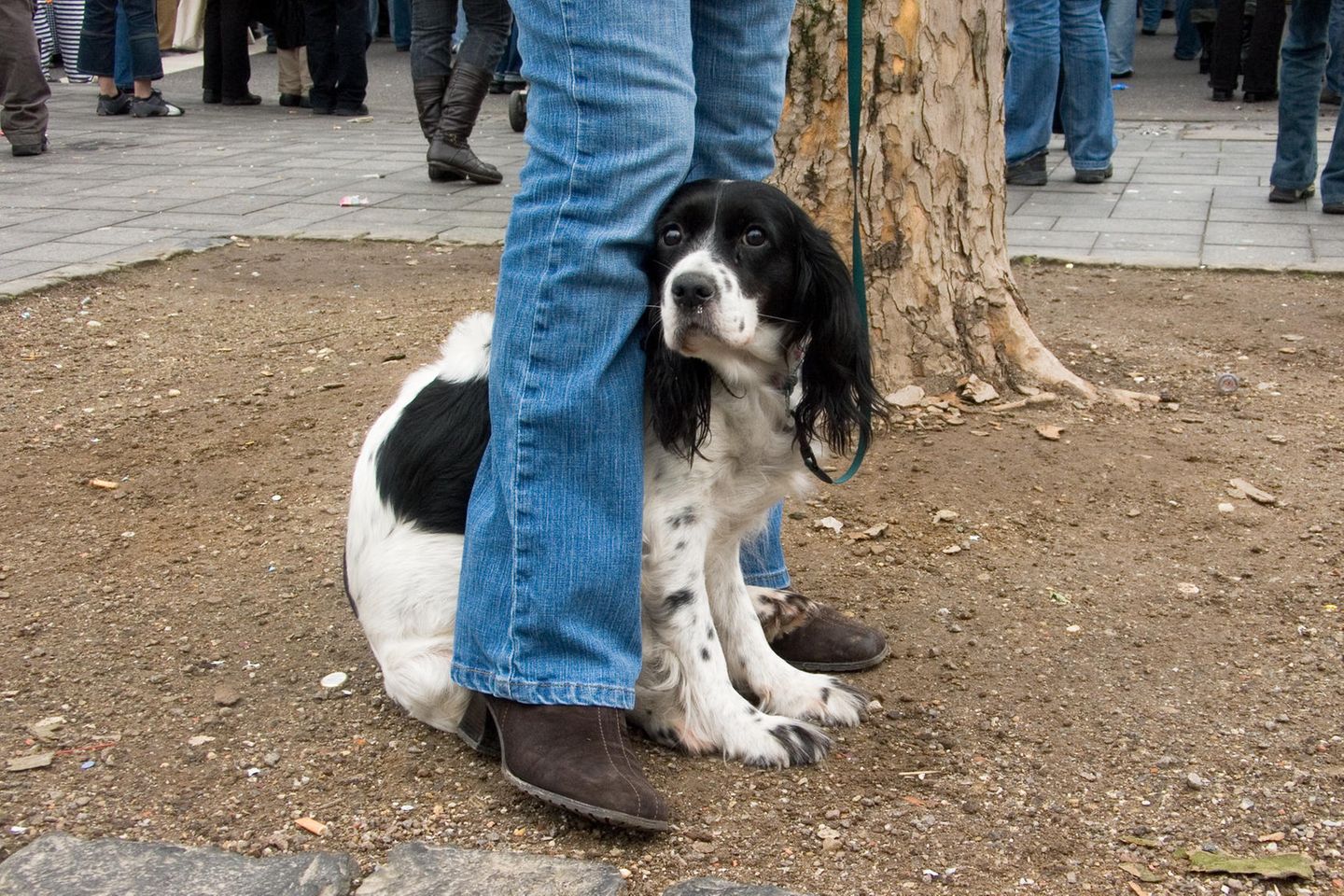 ängstlicher schwarz-weisser Hund versteckt sich zwischen den Beinen seines Frauchens