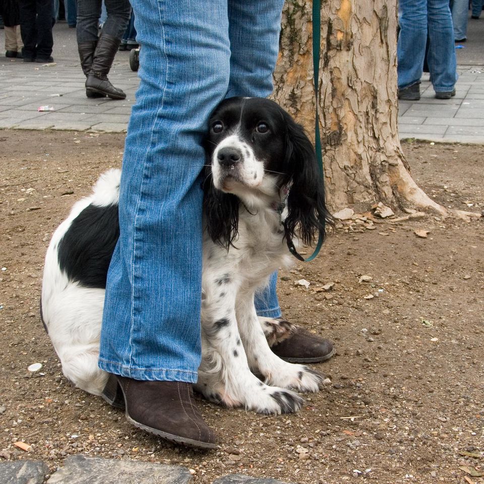 ängstlicher schwarz-weisser Hund versteckt sich zwischen den Beinen seines Frauchens