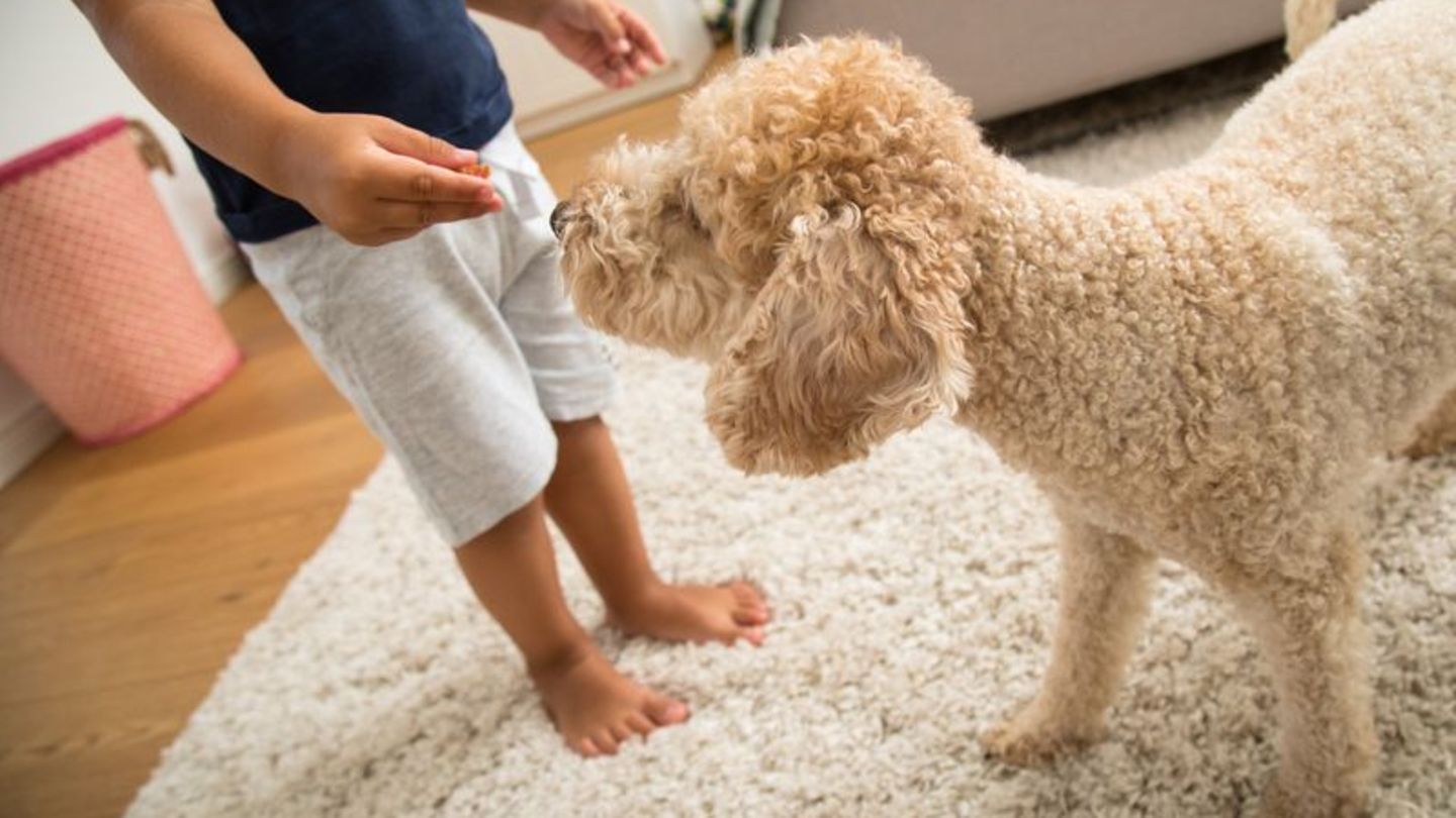 Ein Kind spielt mit einem Hund auf dem Teppich