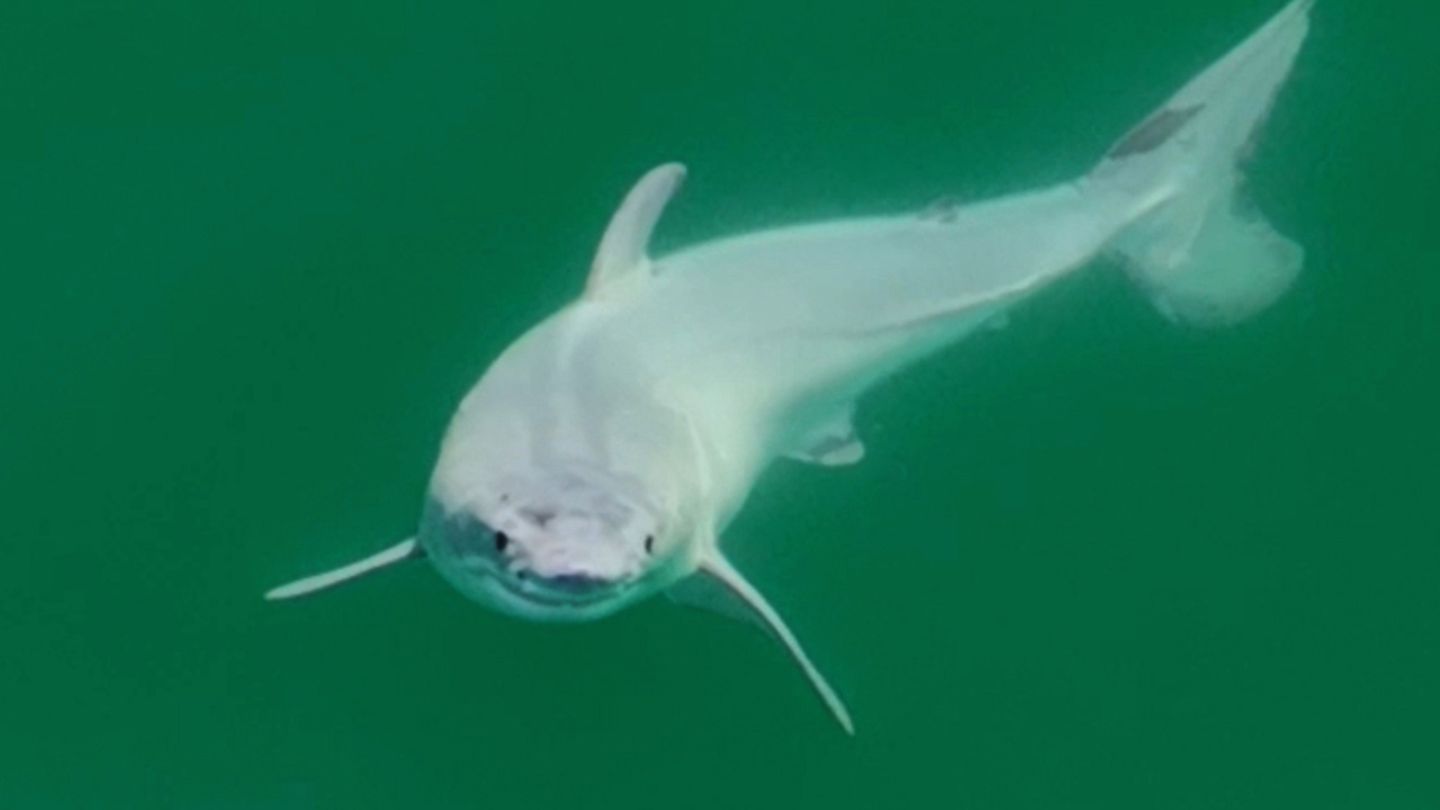 Spektakuläre Sichtung: Der Fotograf Carlos Gauna hat eigenen Angaben nach einzigartige Aufnahmen von einem neugeborenen Weißen Hai vor der Küste Kaliforniens gemacht Der Fotograf Carlos Gauna hat eigenen Angaben nach einzigartige Aufnahmen von einem neugeborenen Weißen Hai vor der Küste Kaliforniens gemacht