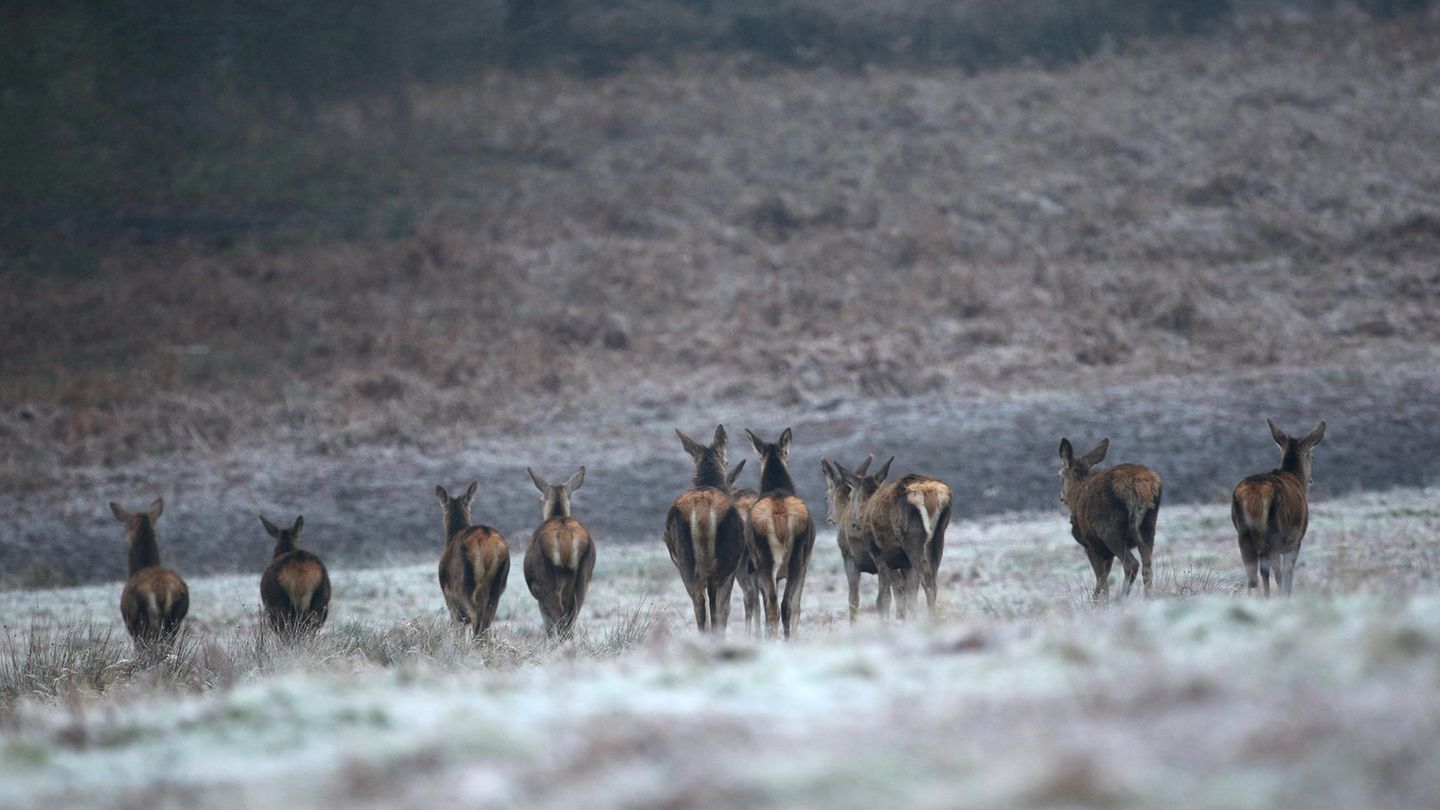 Rehe gehen auf einem frostbedeckten Feld
