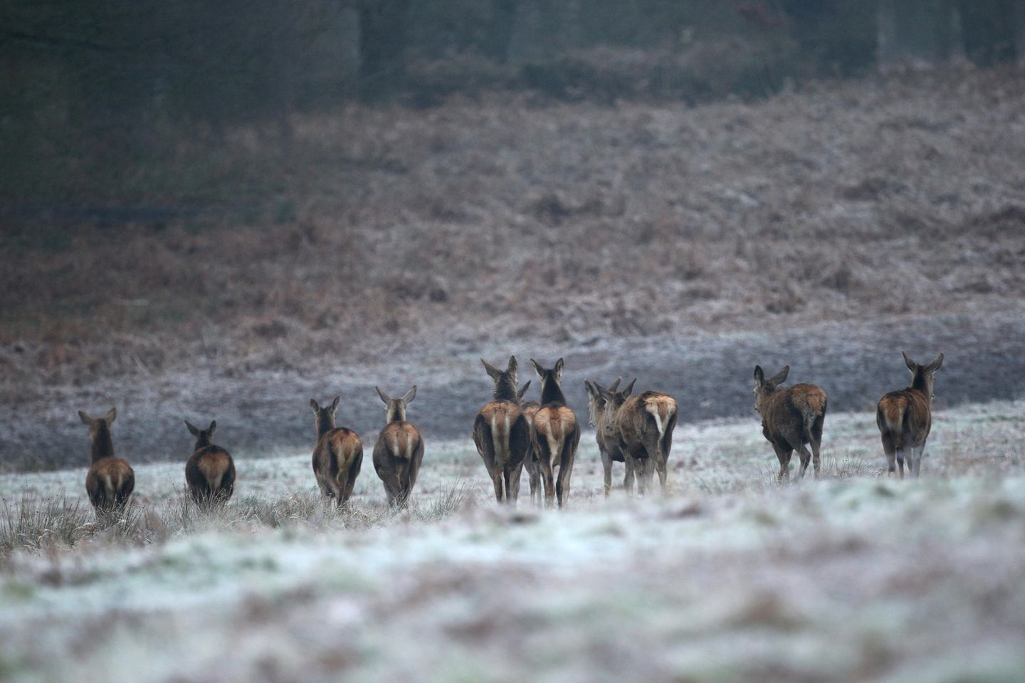 Rehe gehen auf einem frostbedeckten Feld