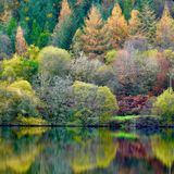 herbstlicher Wald spiegelt sich in ruhigem Wasser