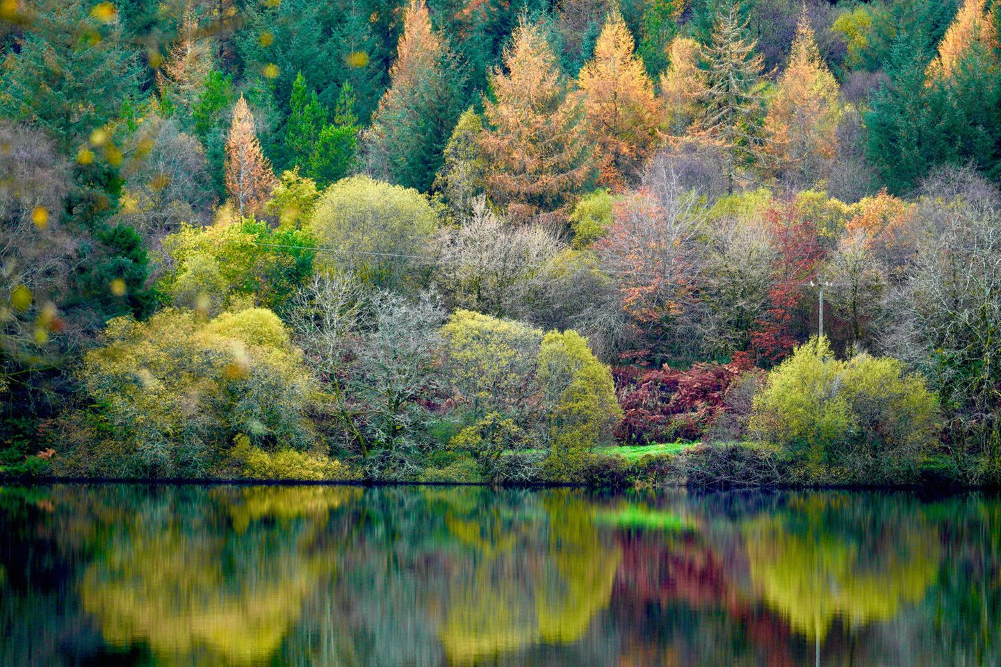 herbstlicher Wald spiegelt sich in ruhigem Wasser