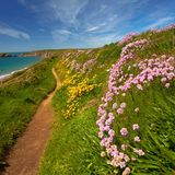 schmaler Weg an der Küste, rechts am Wegesrand gelbe und lilafarbene Blumen, link das Meer
