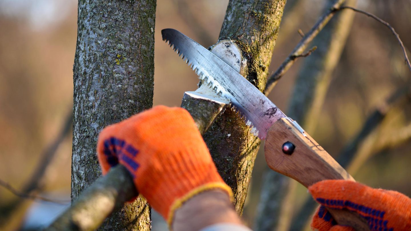 Im Februar besteht noch die Chance, Sträucher und Gehölze zu schneiden. Ab März ist es zum Schutz brütender Vögel verboten, Hecken stark zu schneiden oder auf den Stock zu setzen