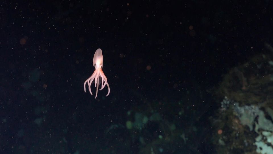 Tiefsee: Treffpunkt Thermalquelle: Ein Forschungsteam entdeckt vier neue Oktopus-Arten