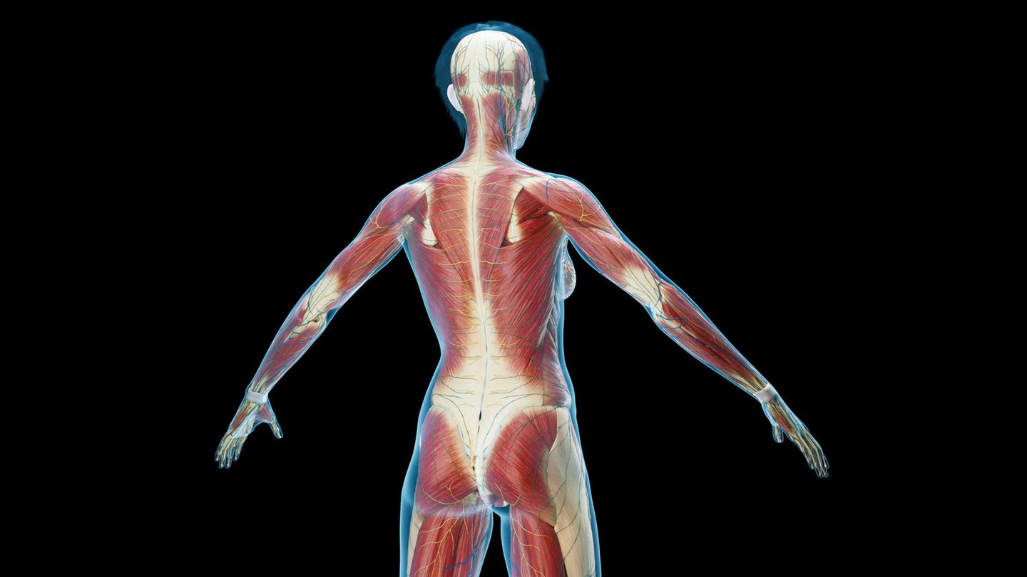 Rückenfaszien Rückenfaszien