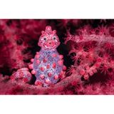 Byron Conroy fotografiert Pygmäenseepferdchen schon seit einigen Jahren und versucht dabei, den Augenkontakt der Tiere einzufangen. Dieses Exemplar ist ein hochschwangeres Männchen. Der Schnappschuss gelang Conroy in Lembeh Strait, einer indonesischen Meerenge. 