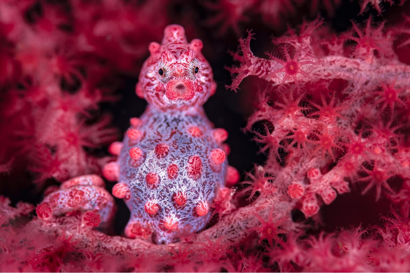 "Pygmy poser" – 2. Platz "Macro" Byron Conroy fotografiert Pygmäenseepferdchen schon seit einigen Jahren und versucht dabei, den Augenkontakt der Tiere einzufangen. Dieses Exemplar ist ein hochschwangeres Männchen. Der Schnappschuss gelang Conroy in Lembeh Strait, einer indonesischen Meerenge.