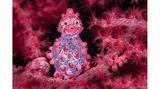 Byron Conroy fotografiert Pygmäenseepferdchen schon seit einigen Jahren und versucht dabei, den Augenkontakt der Tiere einzufangen. Dieses Exemplar ist ein hochschwangeres Männchen. Der Schnappschuss gelang Conroy in Lembeh Strait, einer indonesischen Meerenge. 