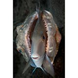 Waren seine Augen größer als der Magen? Ein Eidechsenfisch versucht einen Doktorfisch zu verspeisen. Um dessen stoische Haltung zu betonen, hat Gabriel Jensen das Bildmotiv gedreht und die Beute damit in den Mittelpunkt gestellt. 