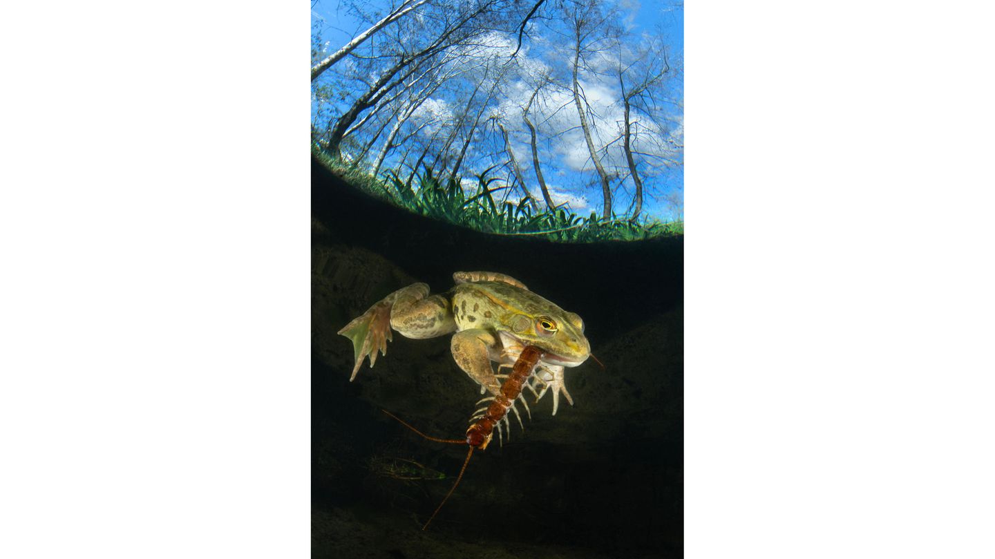 Ein Frosch verschlingt ein Insekt, einen Riesenläufer. Die nur wenige Sekunden dauernde Mahlzeit konnte Alessandro Giannaccini am See von Porta in der Toskana in seiner Mittagspause fotografisch festhalten.